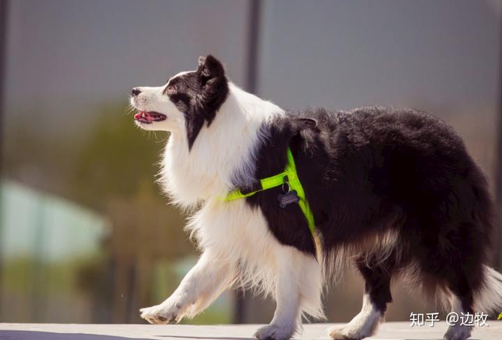邊牧犬貴不貴_邊牧犬多少錢(qián)一只_邊牧犬幣