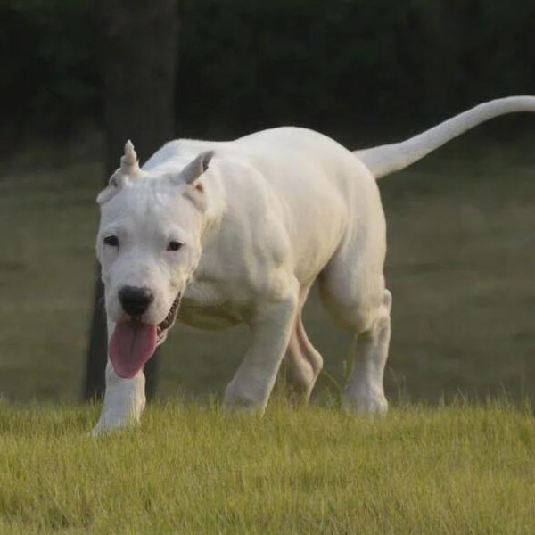 阿根廷杜高犬圖片價格_阿根廷杜高價格_阿根廷杜高犬最優(yōu)秀的能力