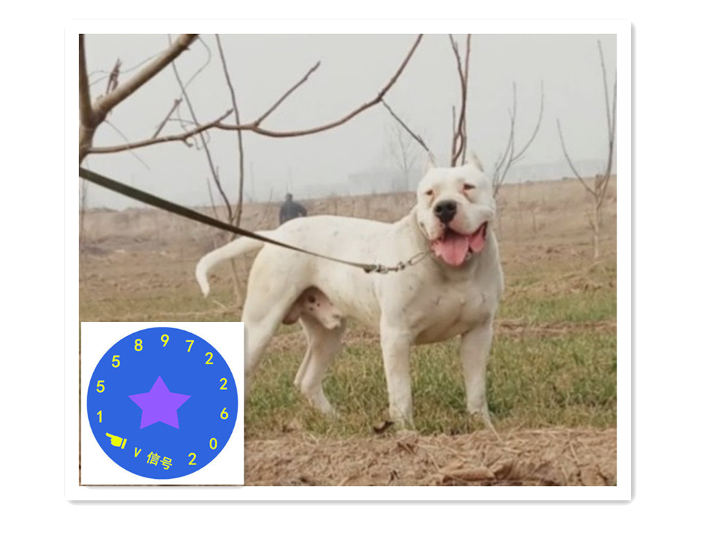 阿根廷杜高犬最優(yōu)秀的能力_阿根廷杜高犬圖片價格_阿根廷杜高價格