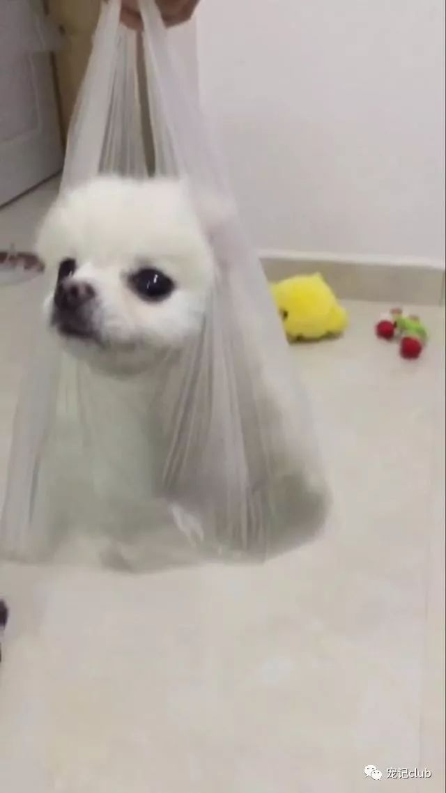 茶杯泰迪多少錢一只_泰迪茶杯犬的優(yōu)缺點_茶杯泰迪貴嗎