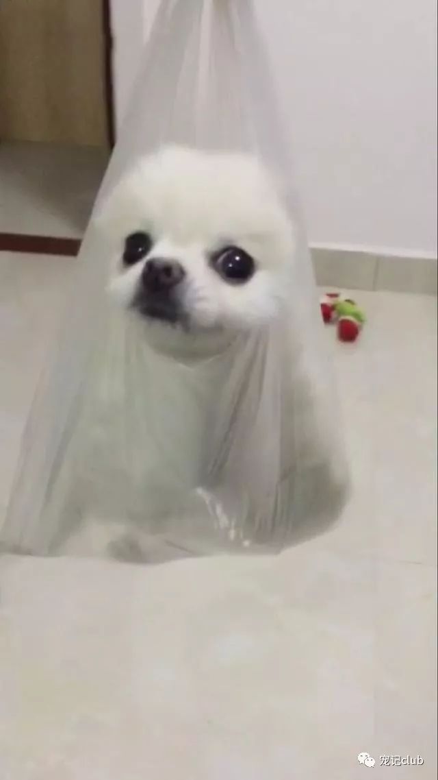 茶杯泰迪多少錢一只_泰迪茶杯犬的優(yōu)缺點_茶杯泰迪貴嗎