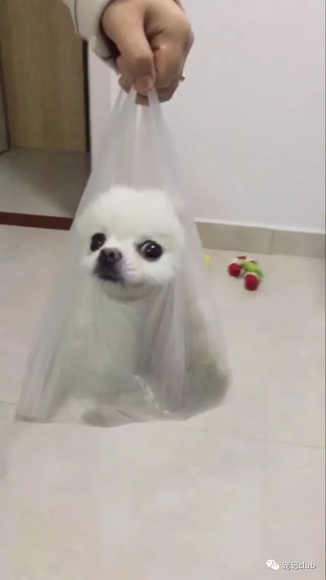泰迪茶杯犬的優(yōu)缺點_茶杯泰迪多少錢一只_茶杯泰迪貴嗎