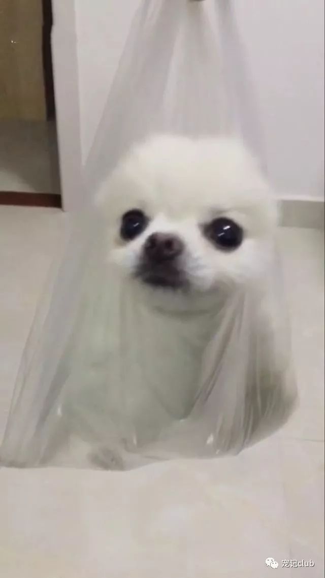 泰迪茶杯犬的優(yōu)缺點_茶杯泰迪多少錢一只_茶杯泰迪貴嗎