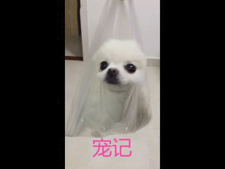 泰迪茶杯犬的優(yōu)缺點_茶杯泰迪多少錢一只_茶杯泰迪貴嗎