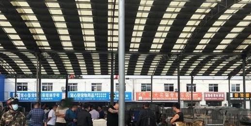 寵物貓交易網(wǎng)站_寵物貓交易網(wǎng)站寵物貓價(jià)格_寵物貓交易網(wǎng)站大全