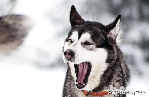 哈士奇有錢_哈士奇犬_哈士奇多少錢一只
