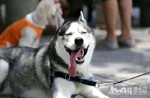 哈士奇多少錢一只_哈士奇犬_哈士奇有錢