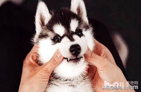 哈士奇犬_哈士奇有錢_哈士奇多少錢一只