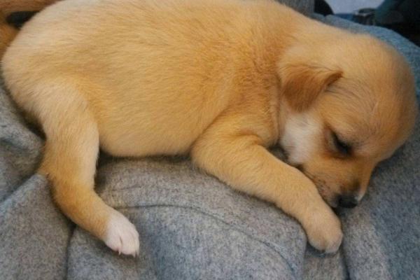 可卡狗價(jià)格_可卡犬價(jià)格 可卡犬多少錢一只_寵物狗可卡價(jià)格