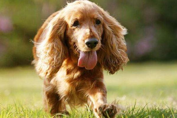 可卡犬價(jià)格 可卡犬多少錢一只_可卡狗價(jià)格_寵物狗可卡價(jià)格