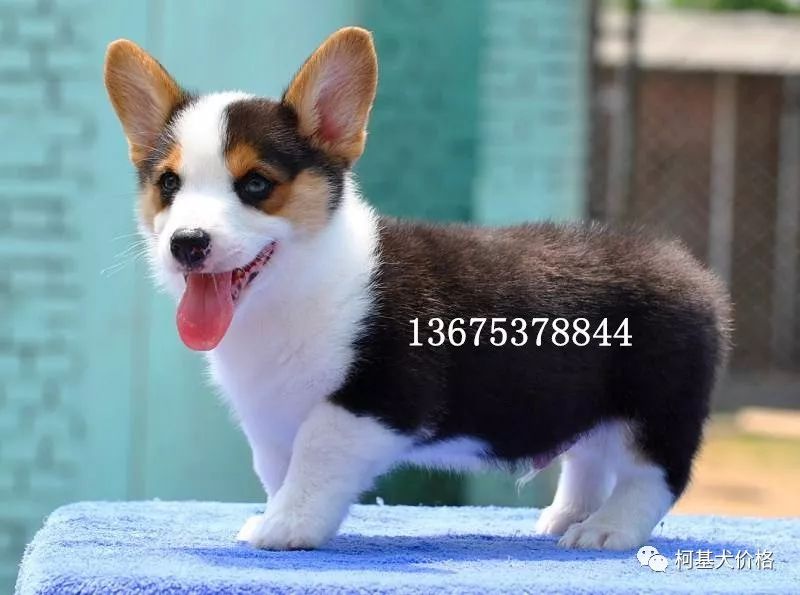 寵物犬邊牧_狗邊牧_邊牧犬多少錢一只