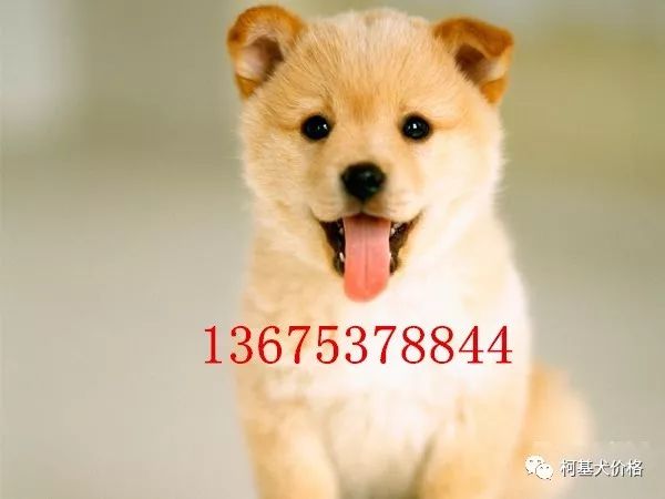 狗邊牧_邊牧犬多少錢一只_寵物犬邊牧