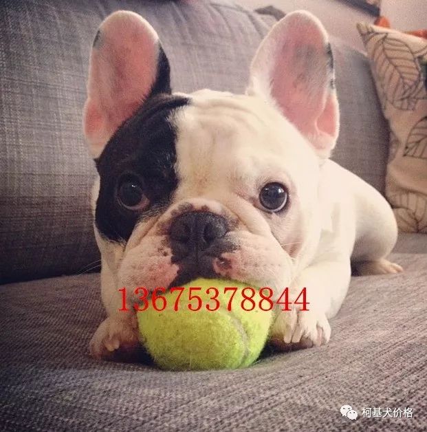 寵物犬邊牧_邊牧犬多少錢一只_狗邊牧