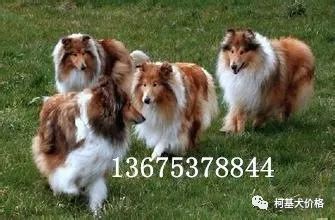 邊牧犬多少錢一只_狗邊牧_寵物犬邊牧