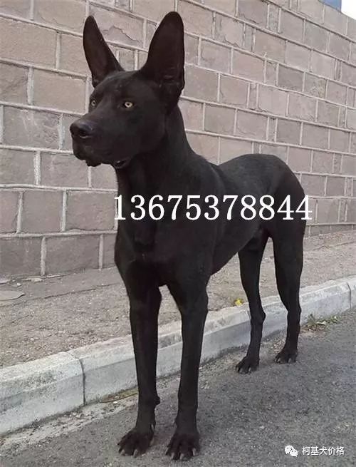 邊牧犬多少錢一只_寵物犬邊牧_狗邊牧