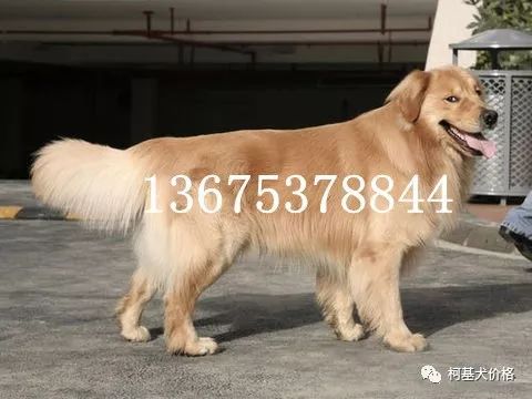 寵物犬邊牧_狗邊牧_邊牧犬多少錢一只