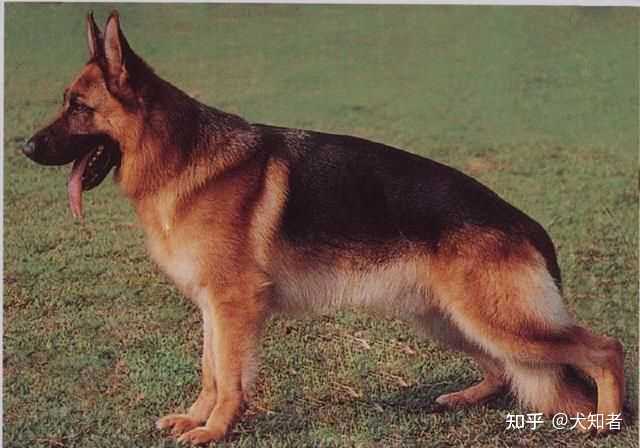 牧羊犬德國北京_德國牧羊犬狗場_北京德國牧羊犬