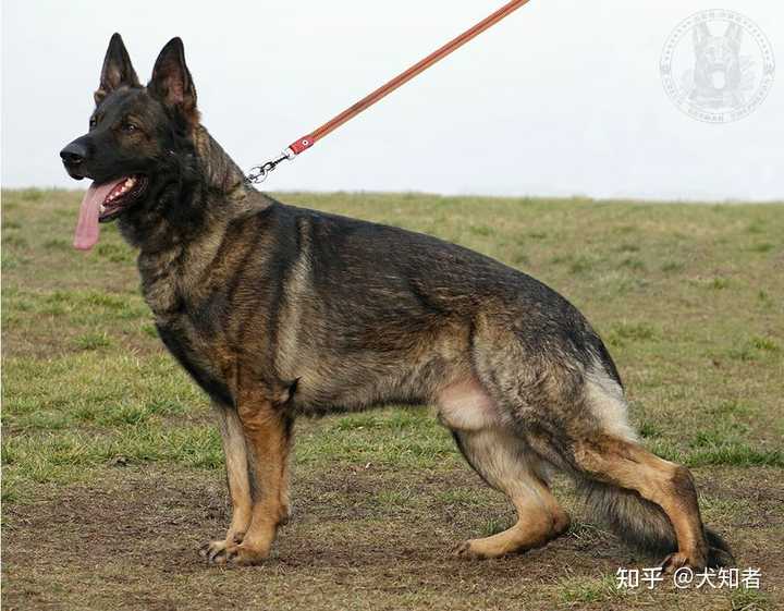 德國牧羊犬狗場_北京德國牧羊犬_牧羊犬德國北京