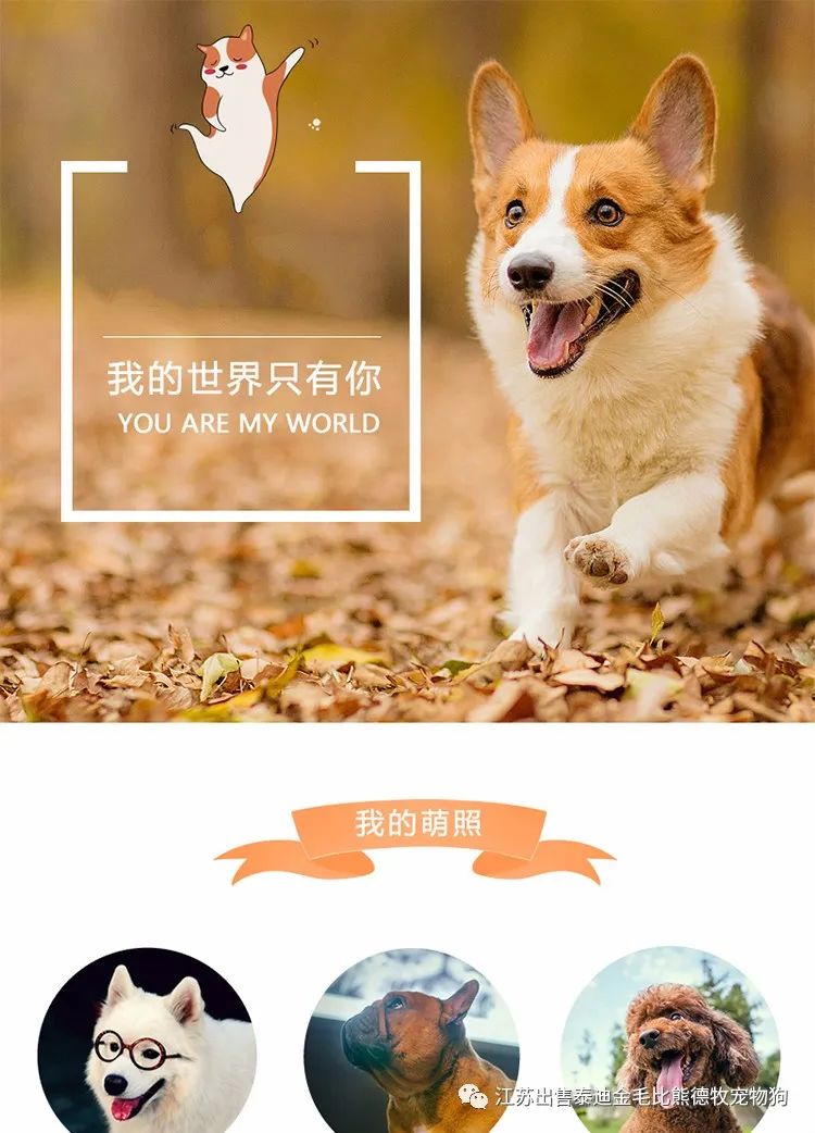 北京哪里有賣茶杯犬_茶杯狗哪里有賣_狗市茶杯犬