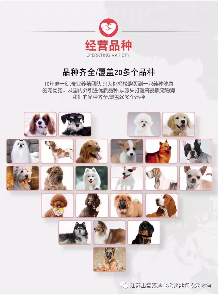 狗市茶杯犬_北京哪里有賣茶杯犬_茶杯狗哪里有賣