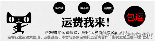 狗市茶杯犬_北京哪里有賣茶杯犬_茶杯狗哪里有賣