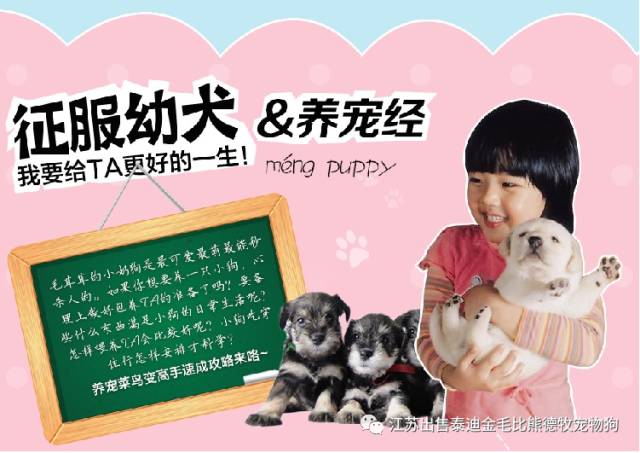 北京哪里有賣茶杯犬_茶杯狗哪里有賣_狗市茶杯犬