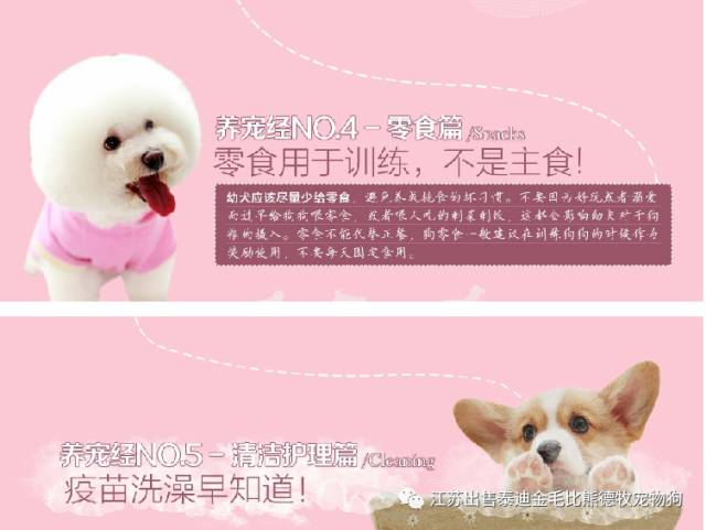 北京哪里有賣茶杯犬_茶杯狗哪里有賣_狗市茶杯犬