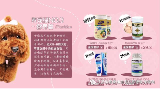 北京哪里有賣茶杯犬_茶杯狗哪里有賣_狗市茶杯犬