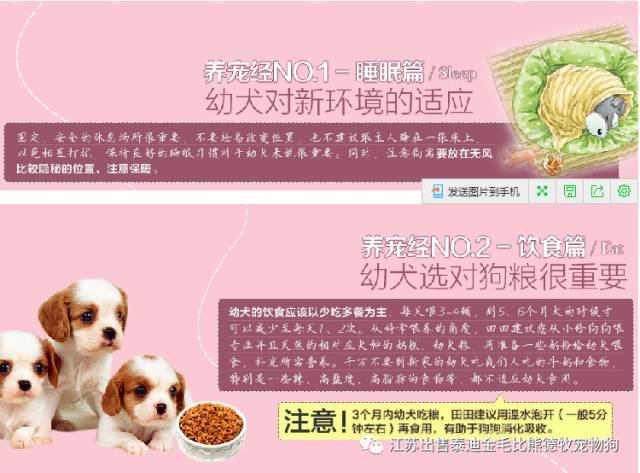 茶杯狗哪里有賣_北京哪里有賣茶杯犬_狗市茶杯犬