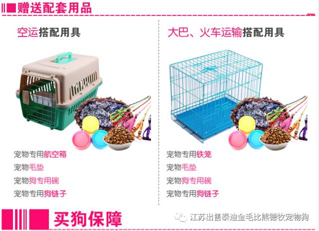 狗市茶杯犬_茶杯狗哪里有賣_北京哪里有賣茶杯犬